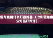 七彩雷龙鱼用什么灯最好养（七彩雷龙鱼用什么灯最好养活）