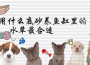 用什么底砂养鱼缸里的水草最合适(鱼缸底用沙好还是水草好)