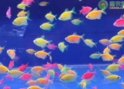 天使鱼养殖方法和注意事项是什么？