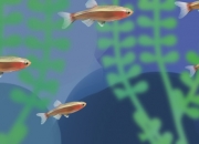 白云金丝鱼好繁殖吗，怎么繁殖