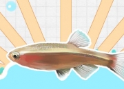 白云金丝鱼几月份繁殖，怎么繁殖
