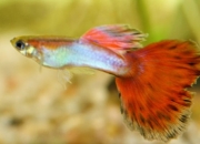 孔雀鱼怕阳光照射吗，怕水族灯光吗