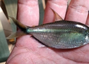 非常适合草缸养殖的黑尾大勾鱼，要这么认识它，才能养好它！