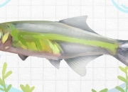 绿晶灯鱼好养吗，怎么养