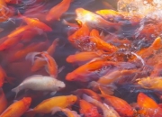 锦鲤水质ph值多少为好，水温多少为好