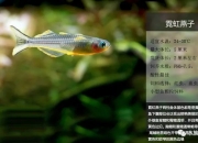 8种最常见灯鱼图谱，喜欢灯鱼的了解下