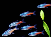 红绿灯鱼怎么区分公母？红绿灯鱼的雌雄鉴别与繁殖