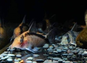 不同品种的鼠鱼繁殖有什么区别？各类鼠鱼的繁殖方法介绍