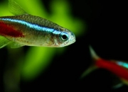 红绿灯鱼能繁殖吗，喜欢什么环境