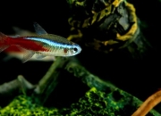 红绿灯鱼是胎生鱼吗，繁殖需要什么条件