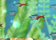 红绿灯鱼可以长多大，可以活多久