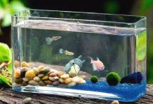七彩神仙鱼对于鱼缸的饲养水质和温度有哪些要求？