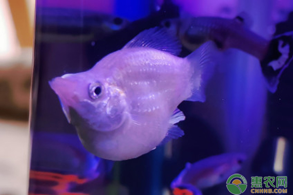 水族知识