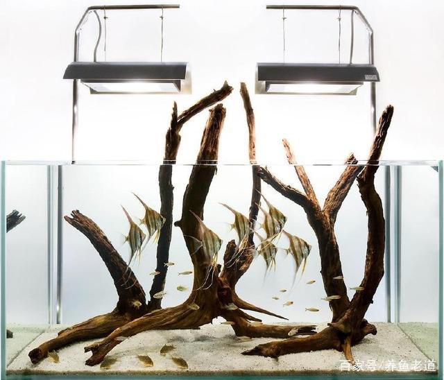 水族知识