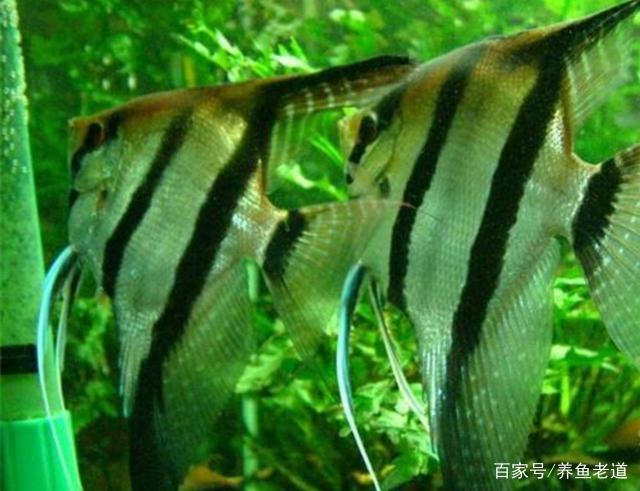 养鱼知识