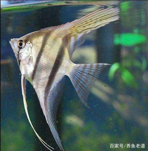 养鱼经验
