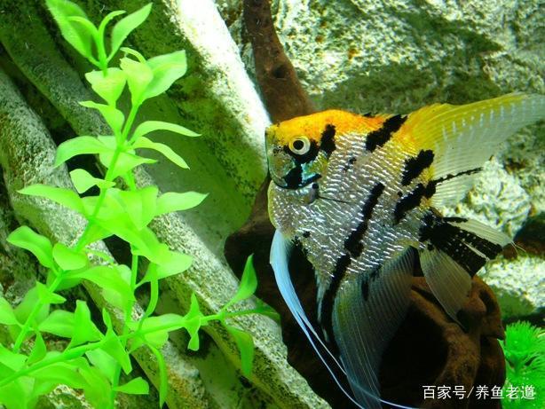 养鱼经验