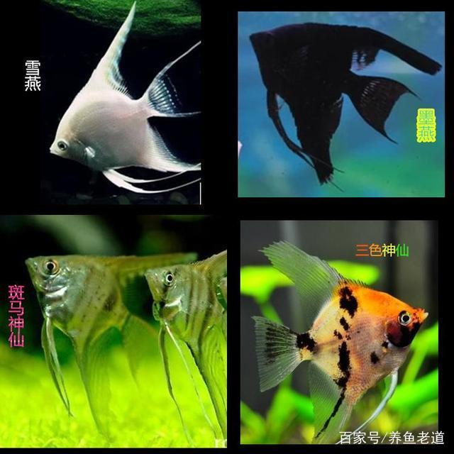 养鱼知识