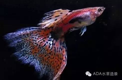 水族知识