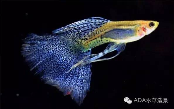 水族知识