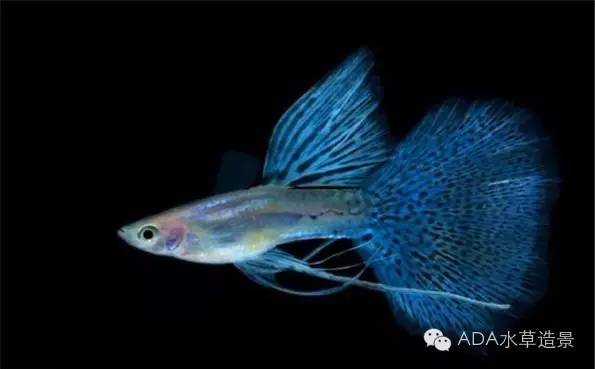 水族知识