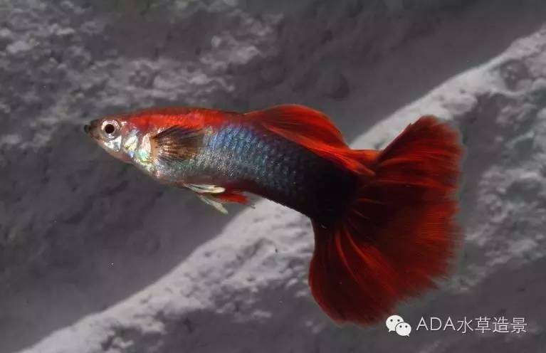 水族知识