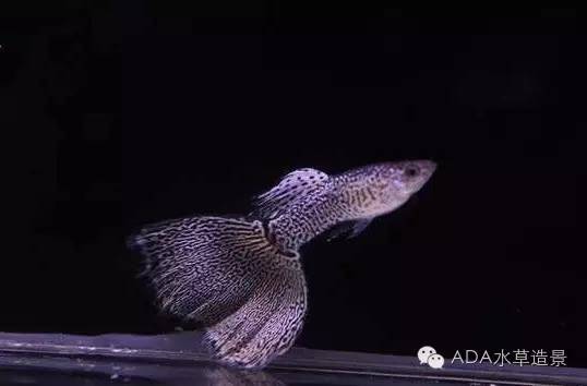 热带鱼