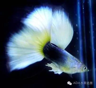 养鱼经验