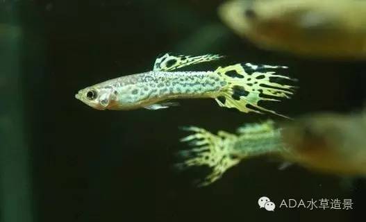 养鱼科普