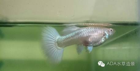 养鱼科普