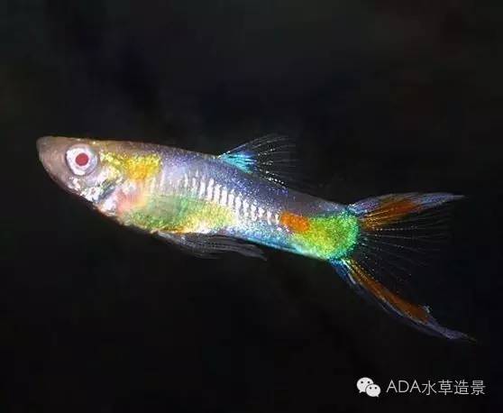养鱼