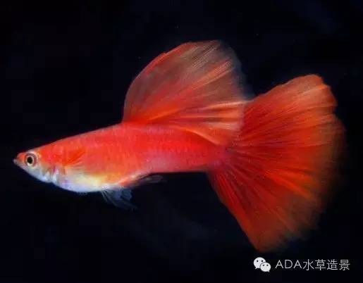 养鱼科普