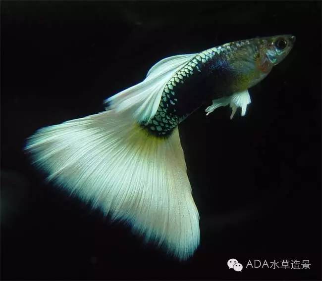 养鱼知识