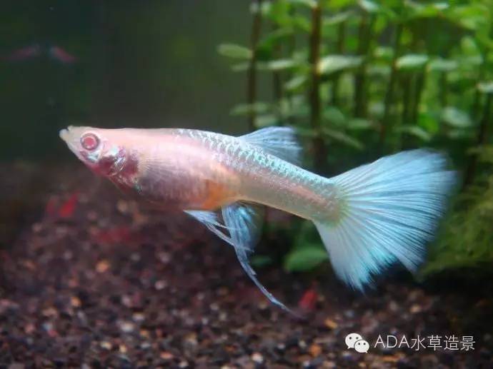 养鱼科普