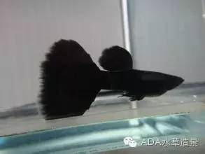 爱养鱼