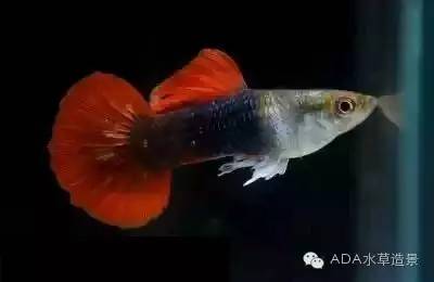 水族知识