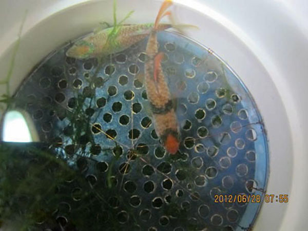 水族知识