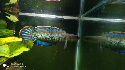 水族知识