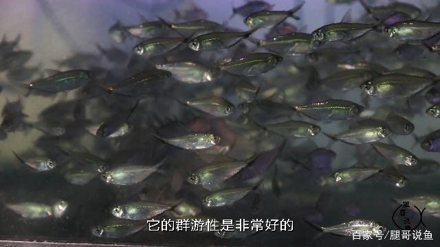 水族知识