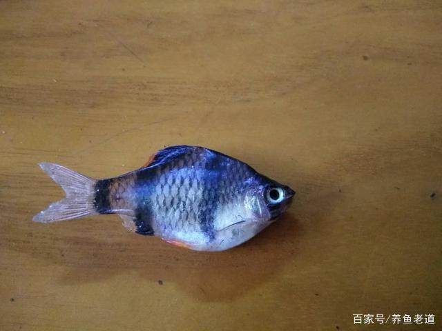 养鱼科普
