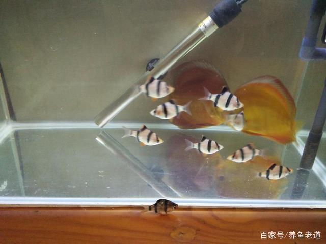 养鱼经验