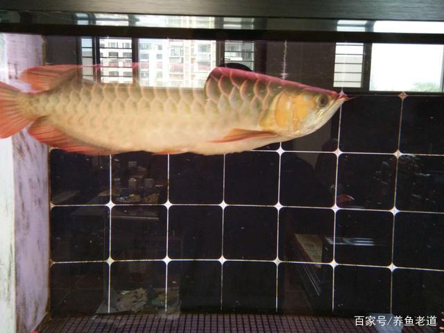 养鱼经验