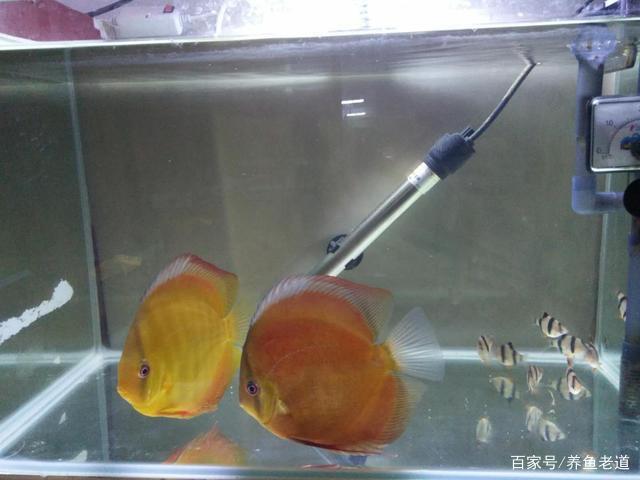 养鱼知识