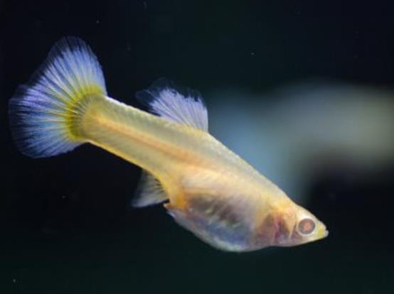 水族知识