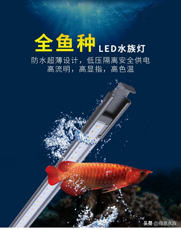 水族知识