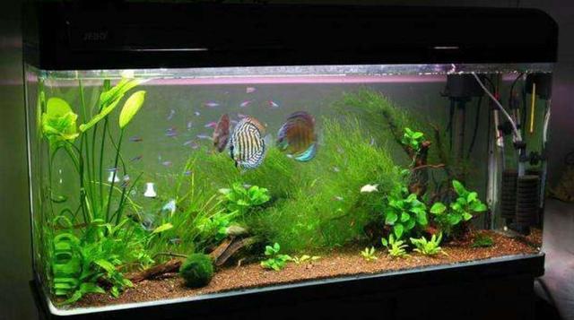 水族知识