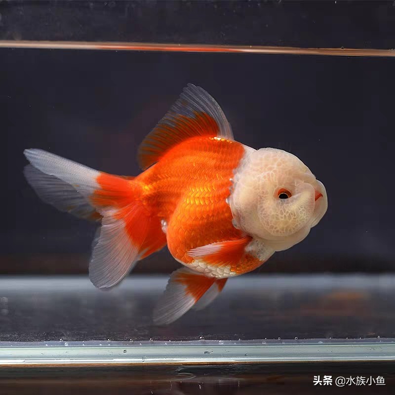 养鱼经验