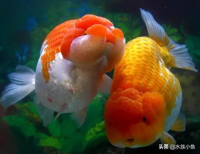 养鱼