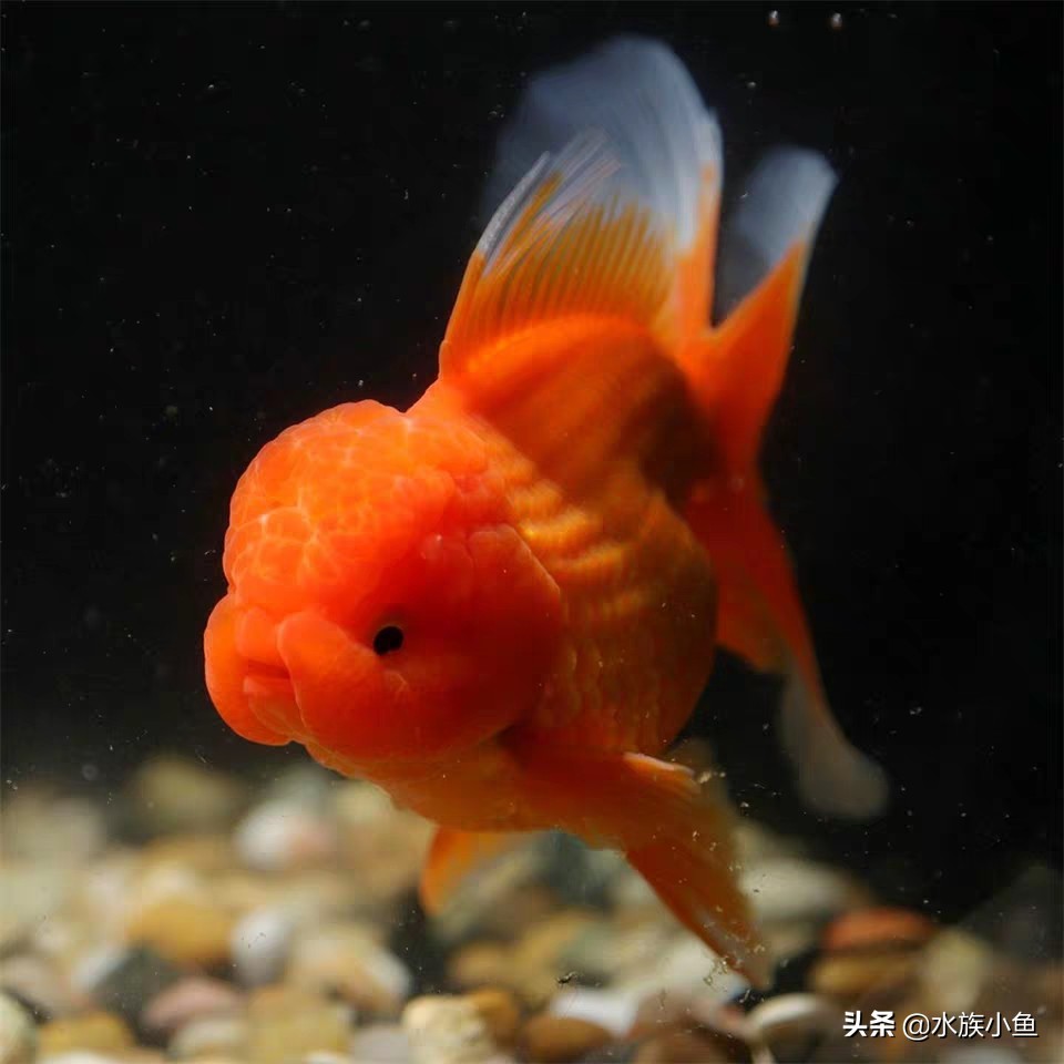 热带鱼