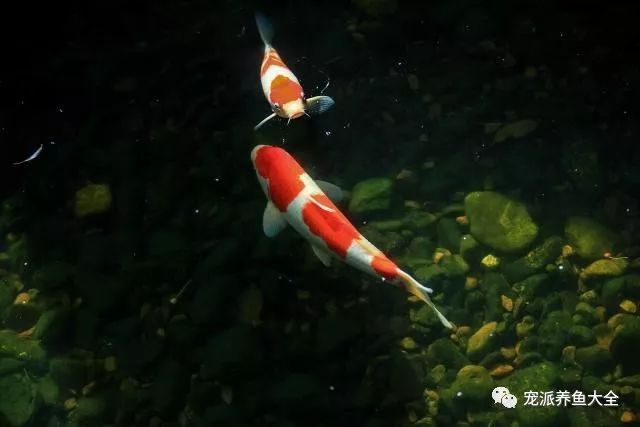 爱养鱼